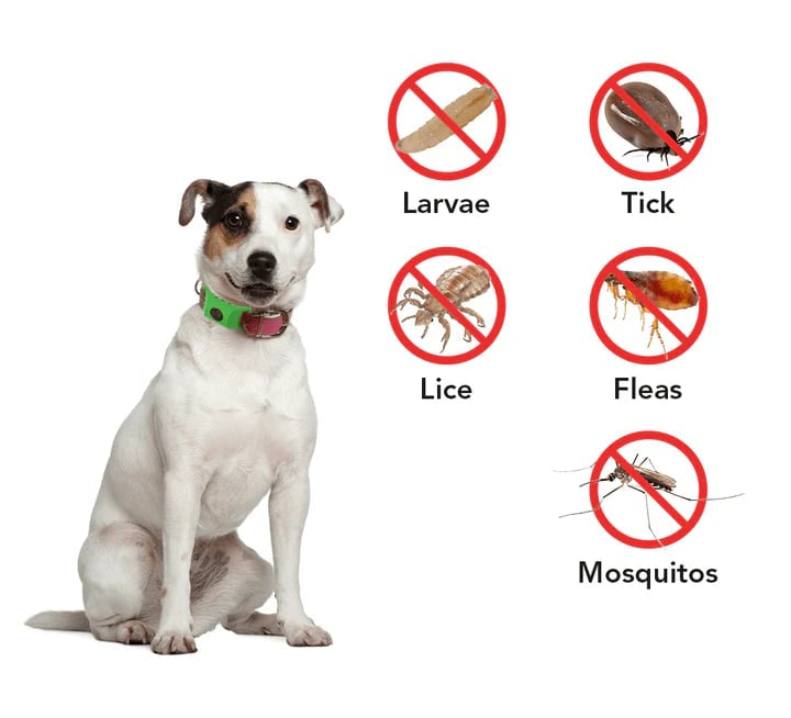 🐕12 Months Flea and Tick Free⏰